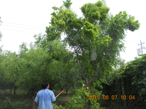 長(zhǎng)垣棗園棗樹(shù)棗瘋病(病毒病)查看與治療