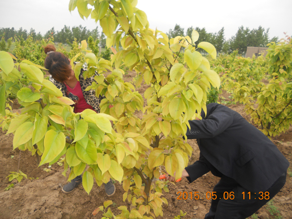 河南晚秋黃梨樹(shù)根腐、根瘤、黃化綜合癥查看與治療