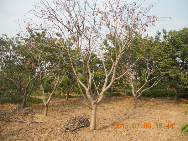 河南滑縣櫻桃樹(shù)根腐病現(xiàn)場(chǎng)